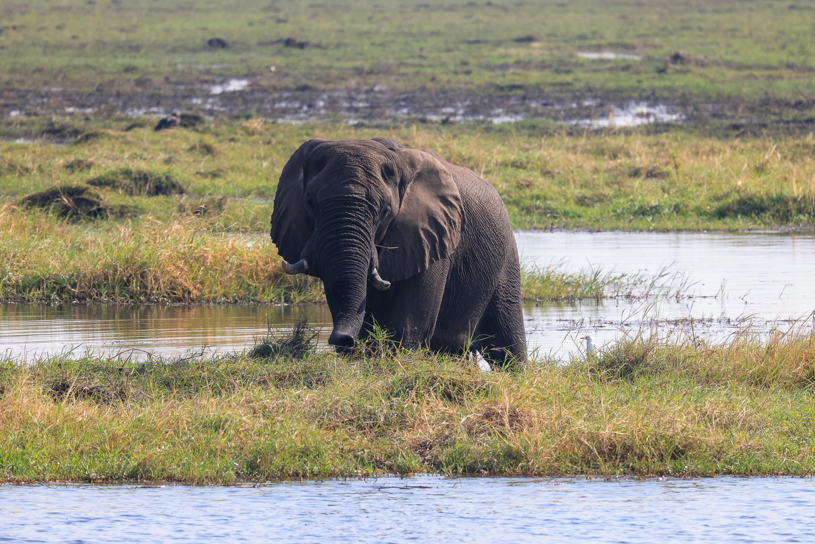 Abends am Chobe River 