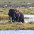 Abends am Chobe River 