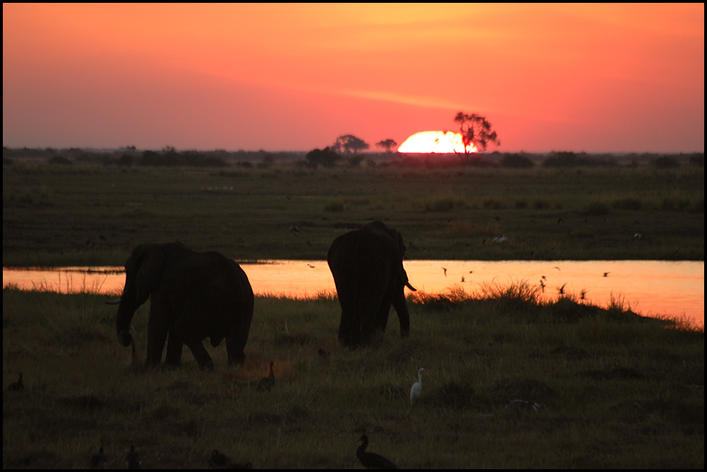 Abends am Chobe River