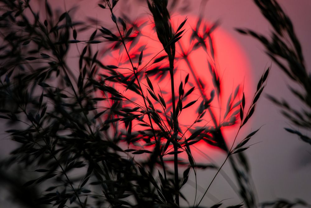 Abends am Feld