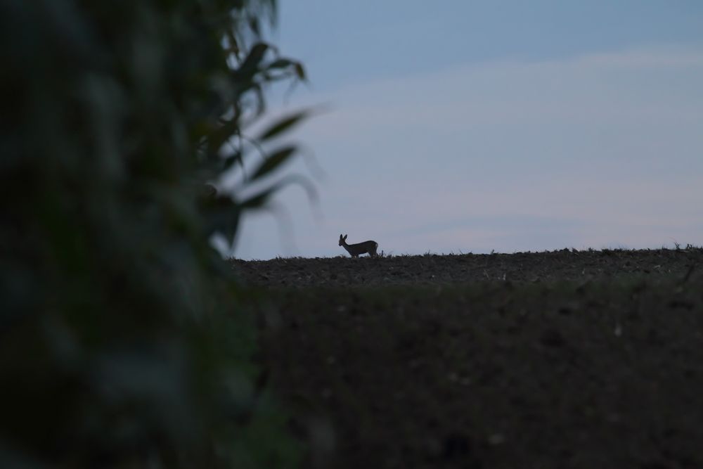 "Abends am Feld"