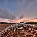 Abends am Feld..