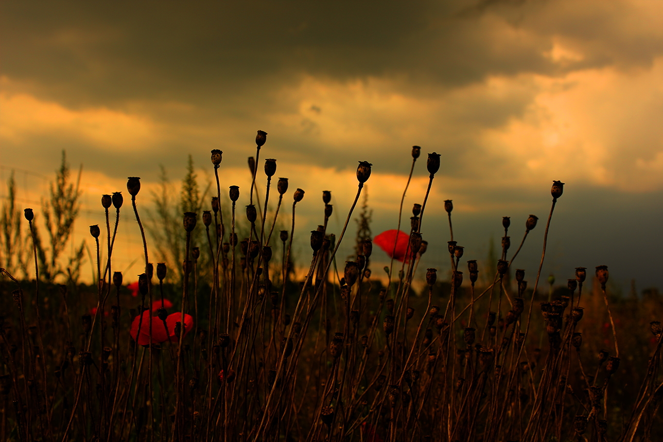 Abends am Feldrand