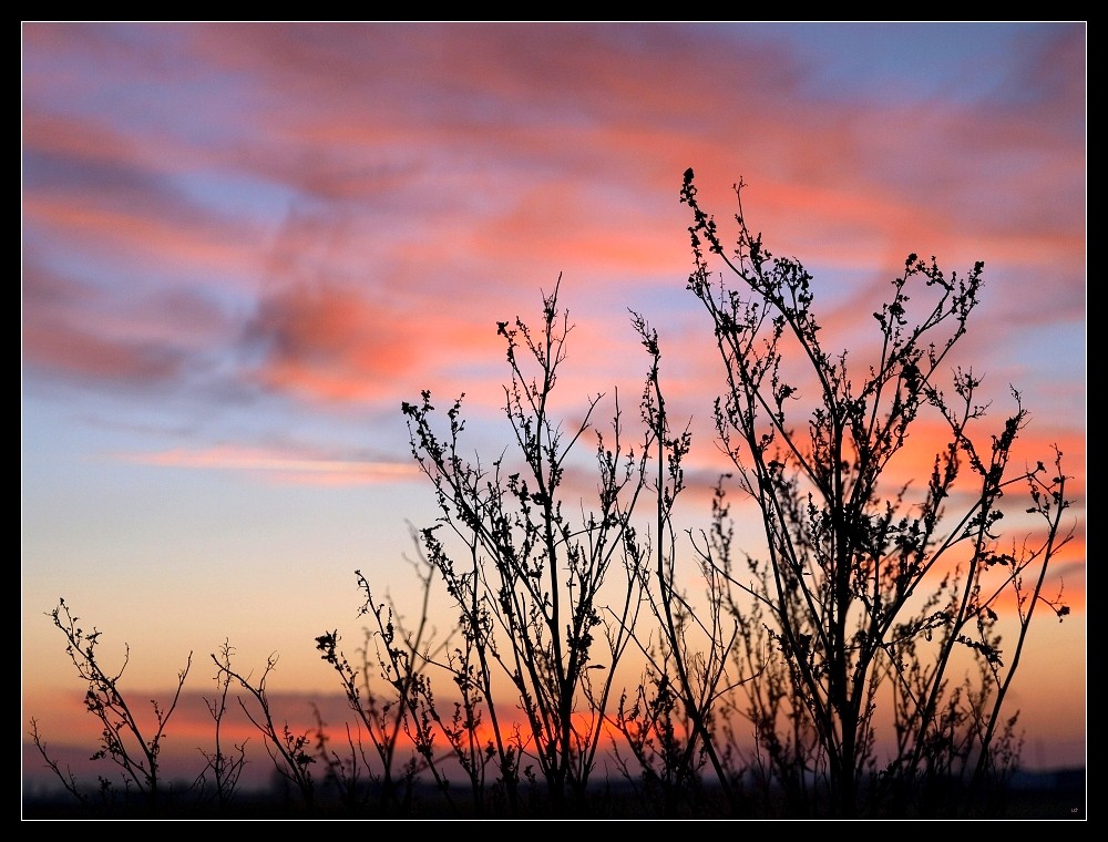 Abends am Feldrand