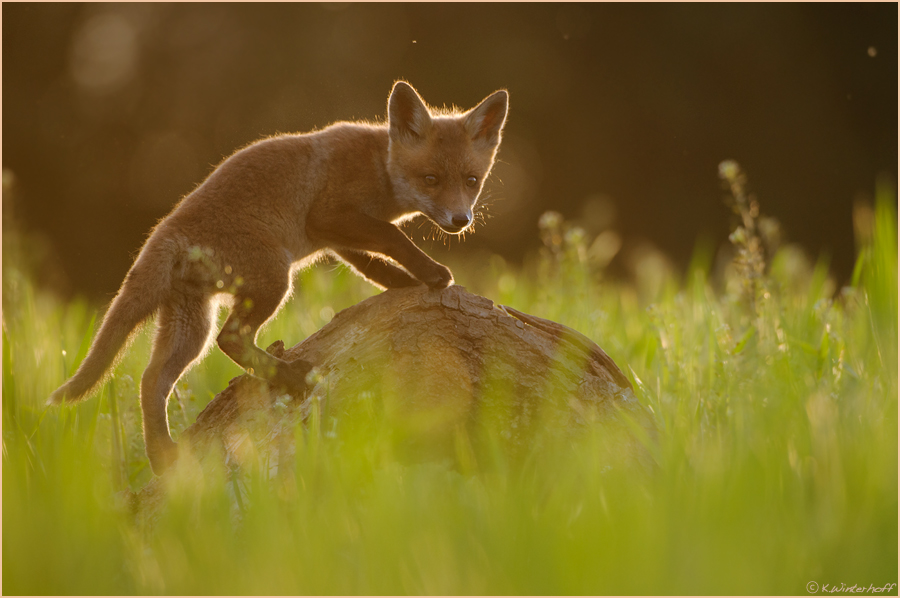 - Abends am Fuchsbau -