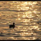 Abends am Gardasee