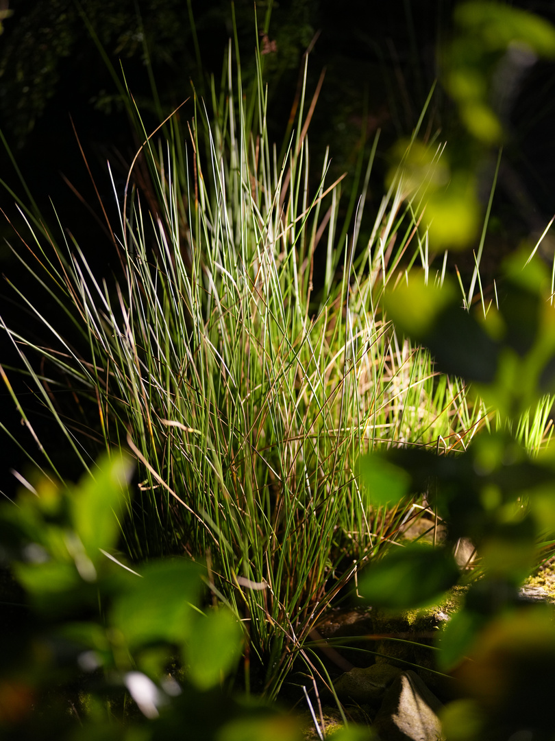 abends am Gartenteich_3484