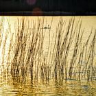 Abends am Groß Väter See