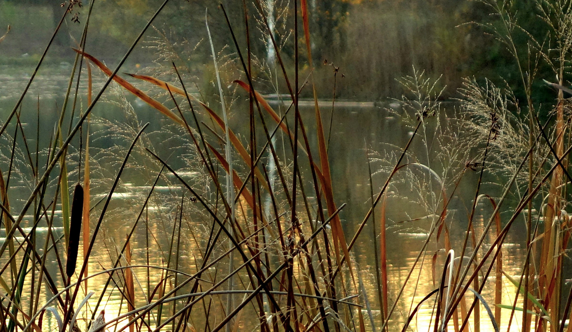 Abends am kleinen Weiher (1)