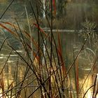 Abends am kleinen Weiher (1)