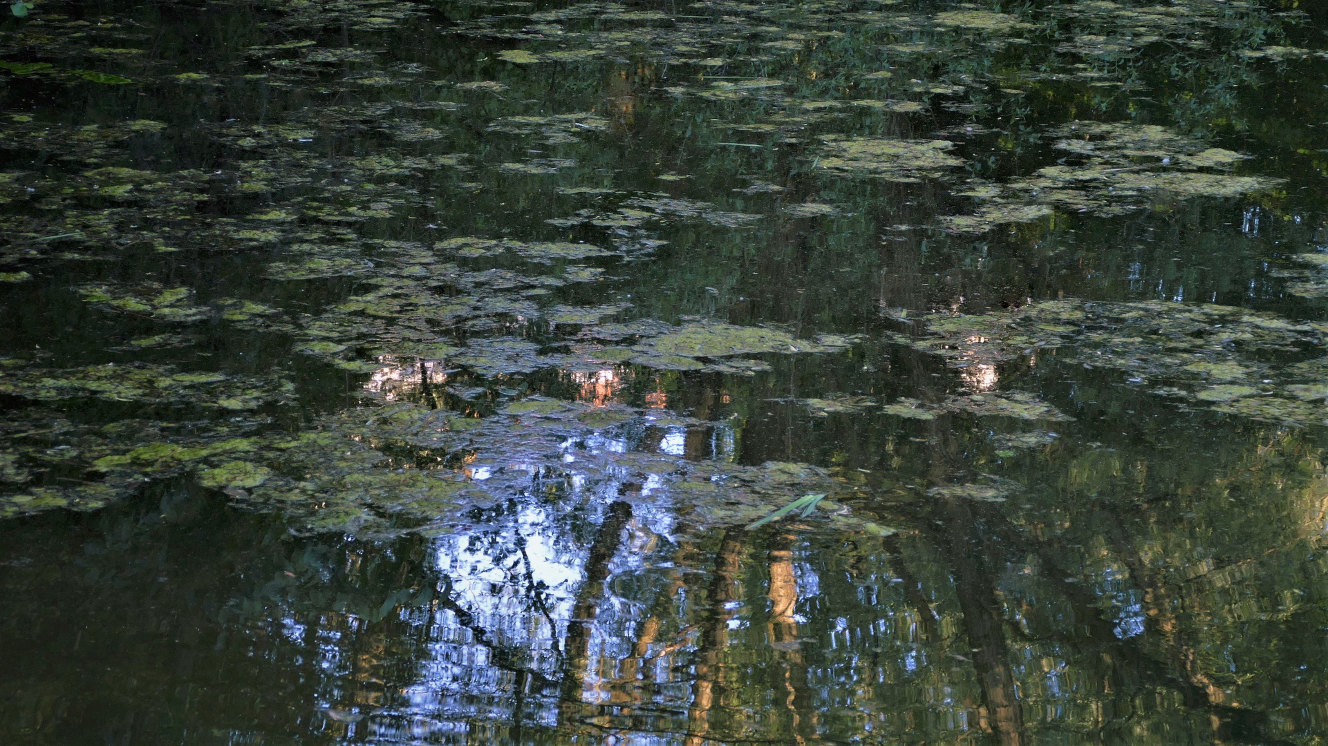 Abends am kleinen Weiher