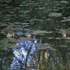 Abends am kleinen Weiher