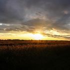 Abends am Kornfeld