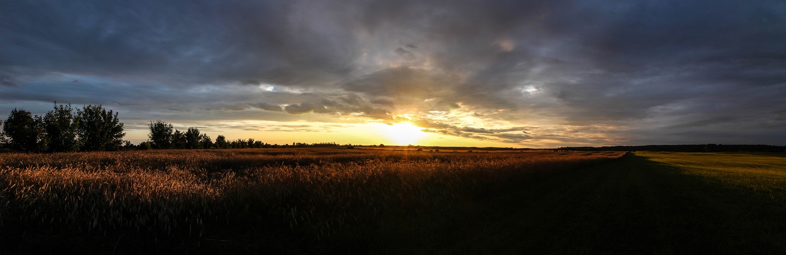 Abends am Kornfeld