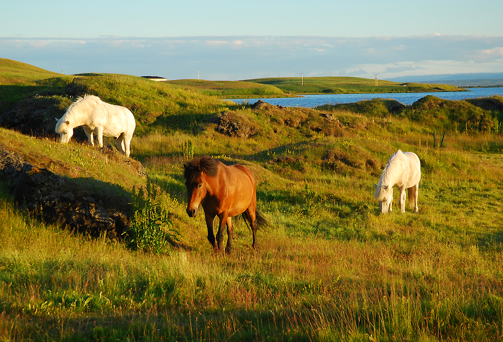 Abends am Myvatn