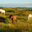 Abends am Myvatn