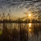 Abends am Niederwiesenweiher