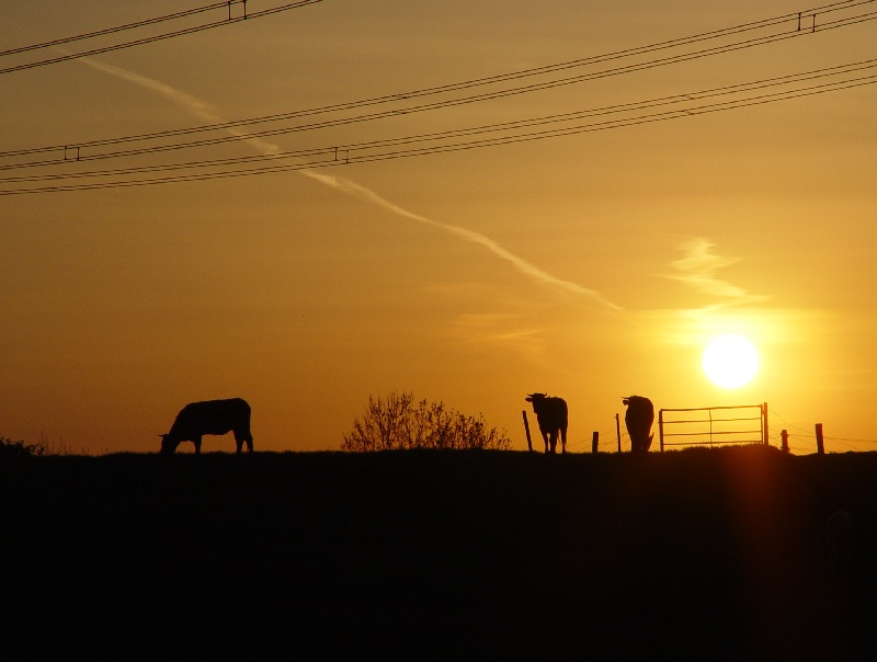 Abends am Rheindeich