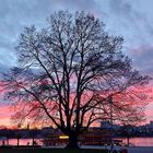 Abends am Rheinufer in Bonn