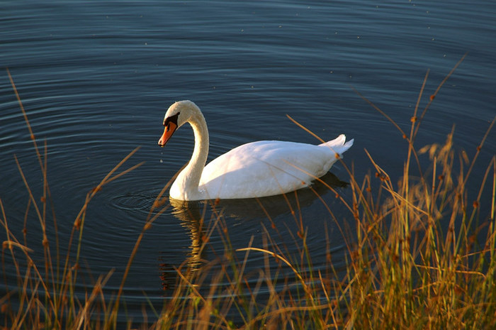 Abends am Riedsee