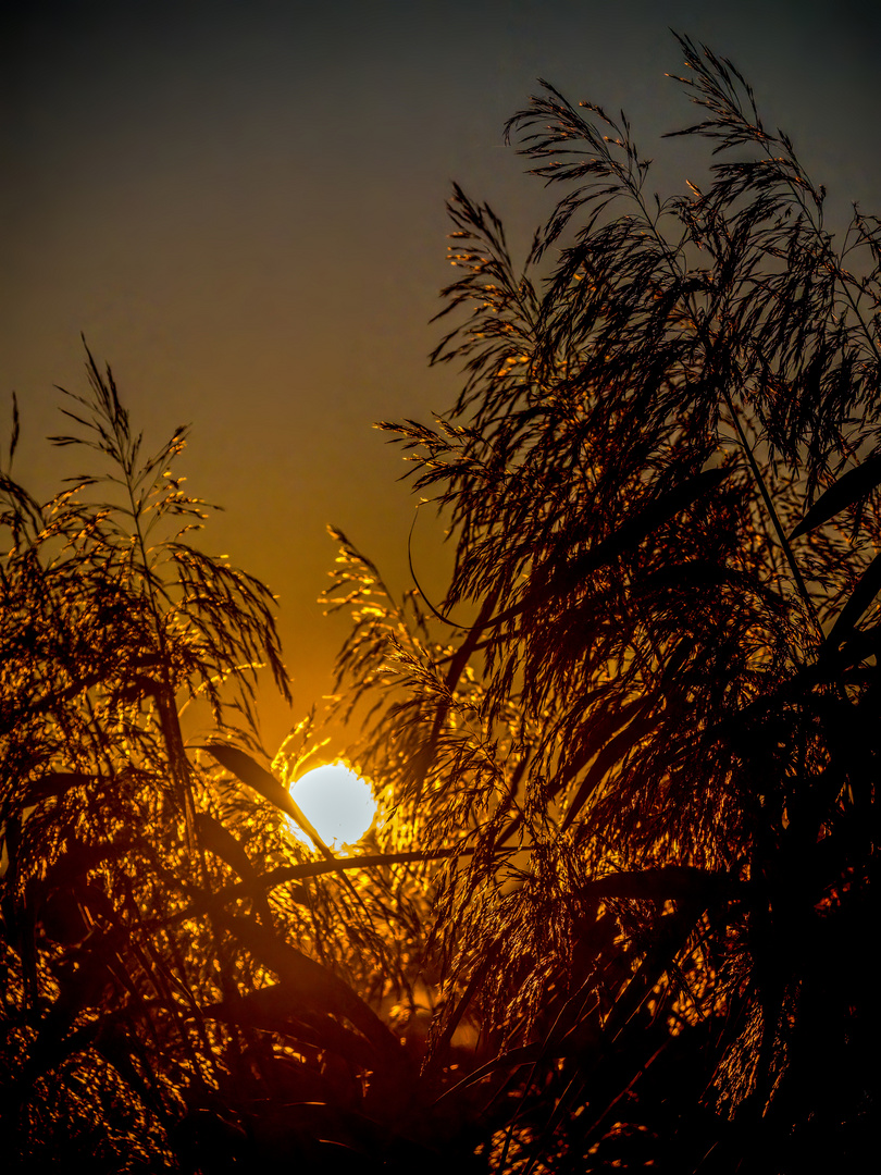 "Abends am Schilf"