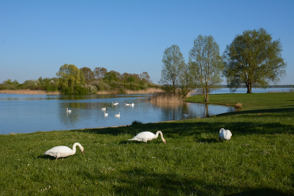 Abends am See...