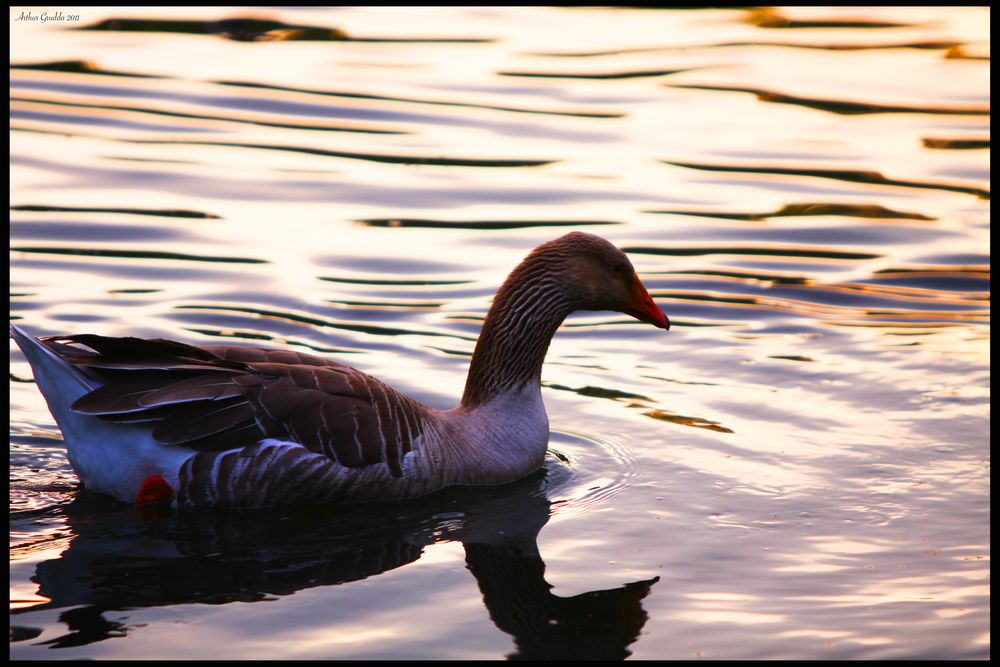 Abends am See