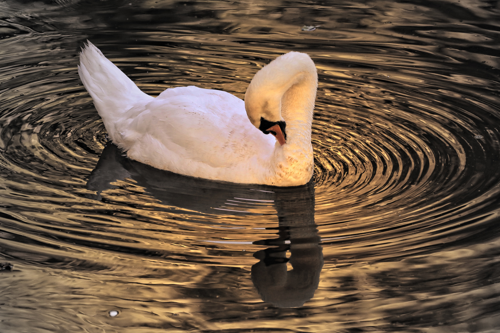 Abends am See