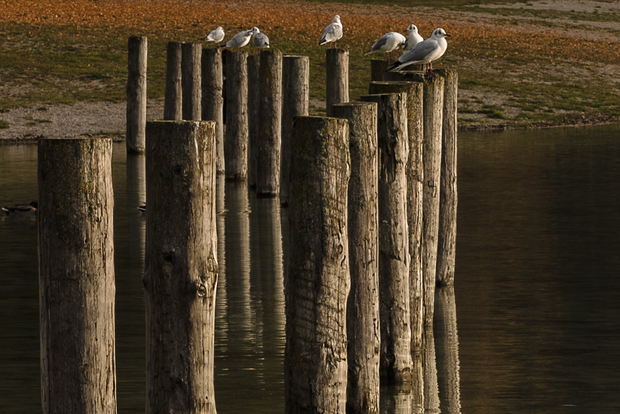 Abends am See