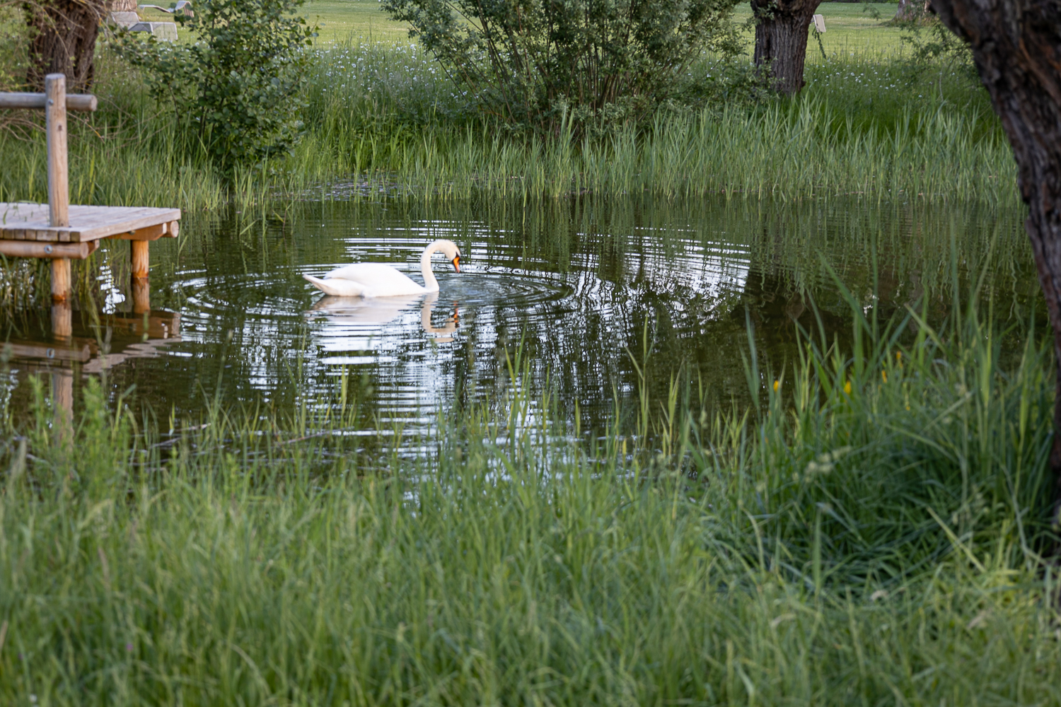 Abends am See 