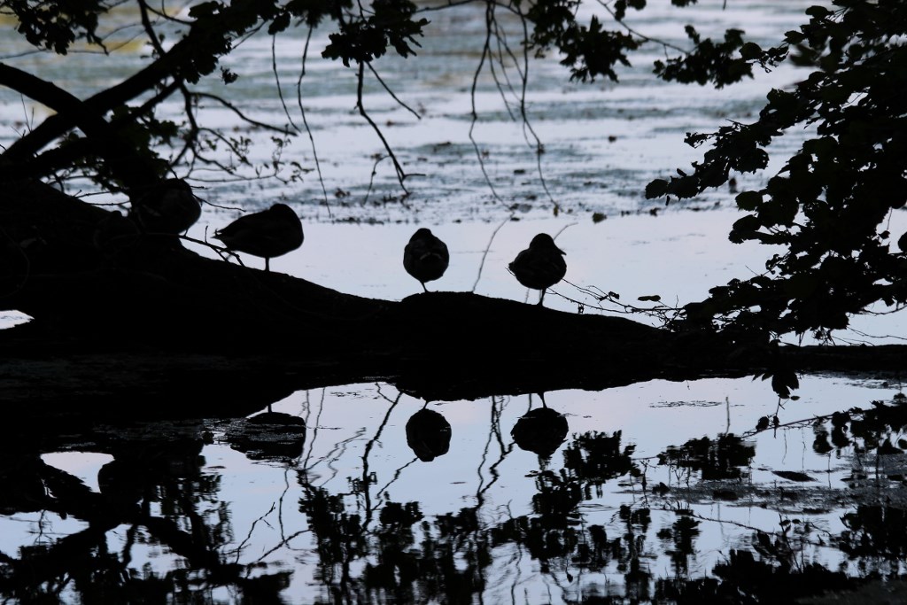 Abends am See