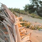 Abends am Strand