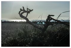 Abends am Strand