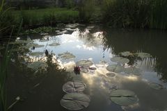 abends am Teich