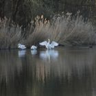 Abends am Teich