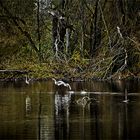 Abends am Teich