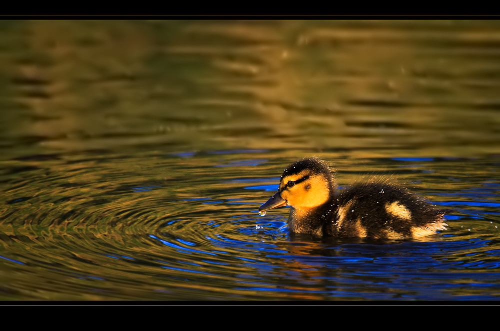 Abend's am Teich