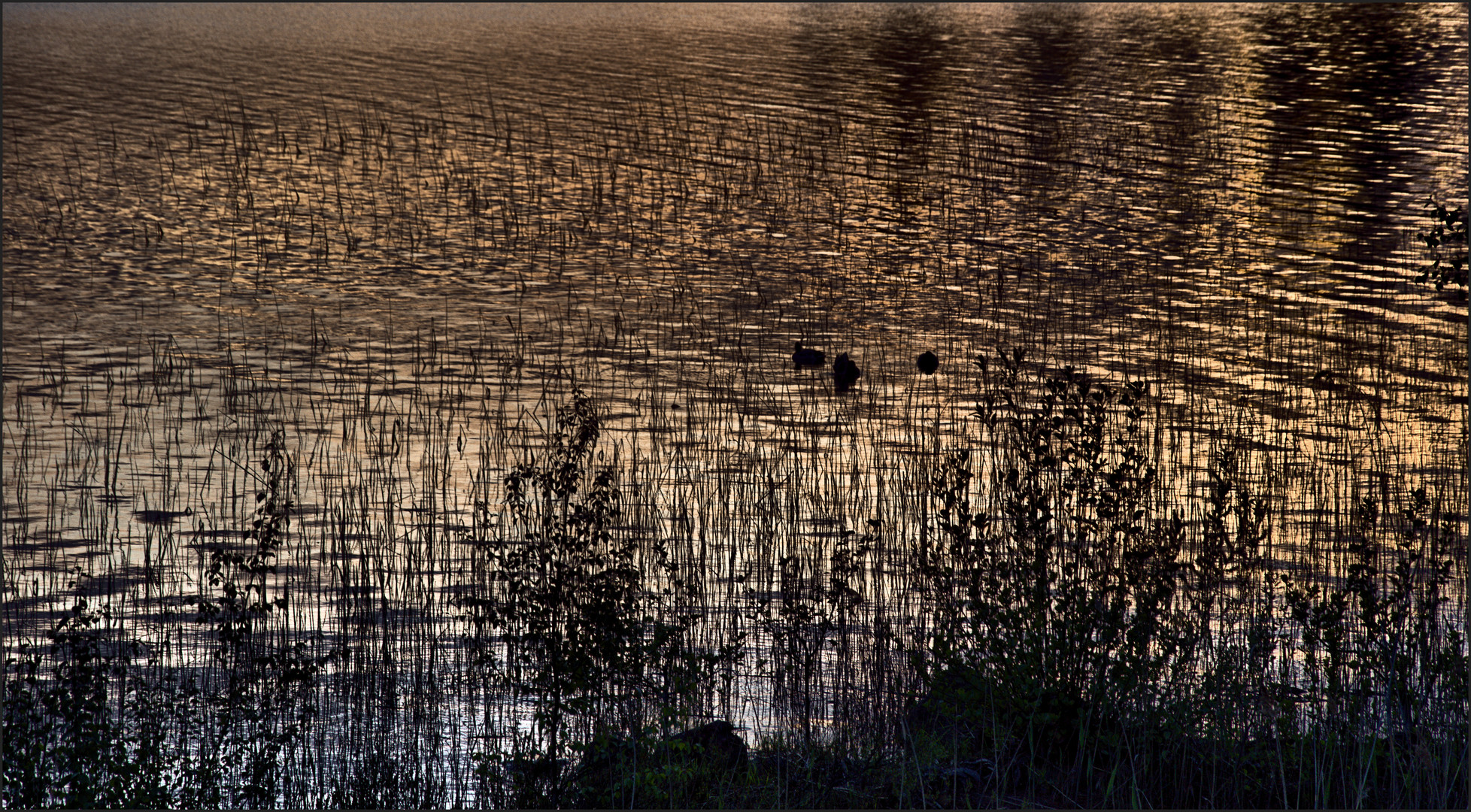 Abends am Teich