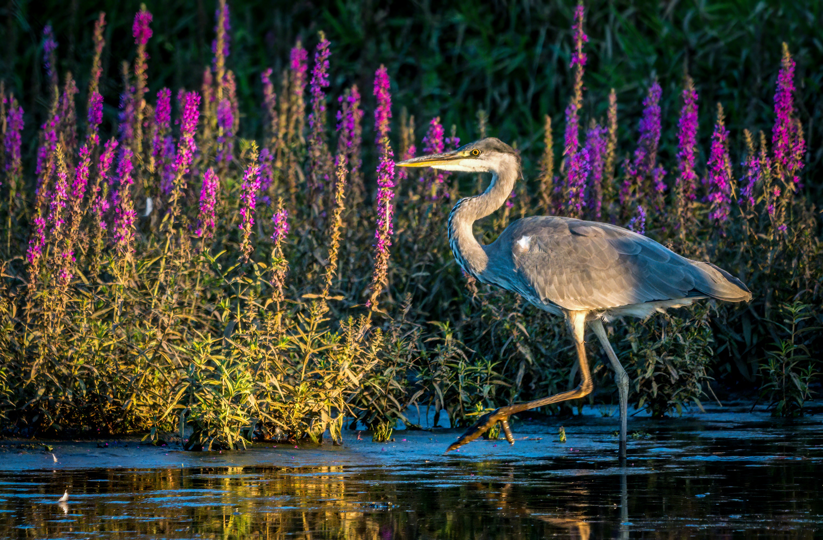 "ABENDS AM TEICH"