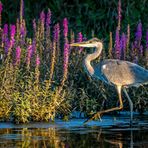 "ABENDS AM TEICH"