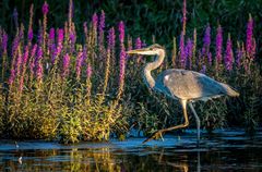 "ABENDS AM TEICH"