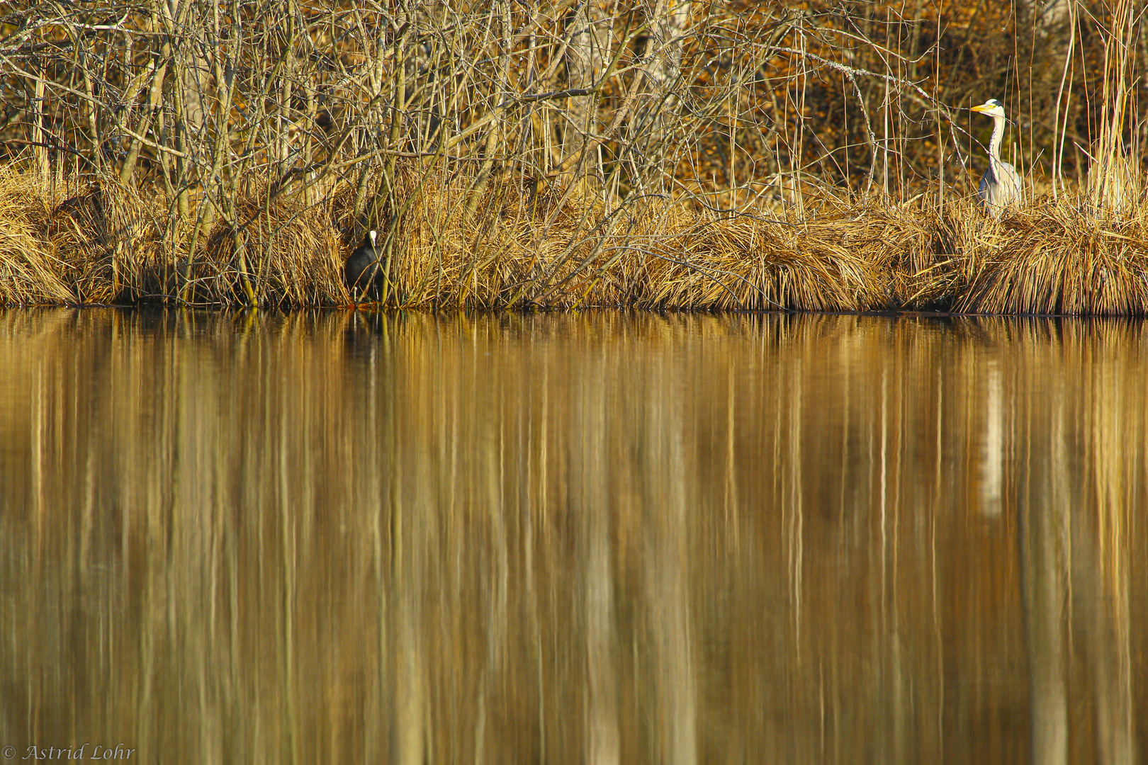 Abends am Teich