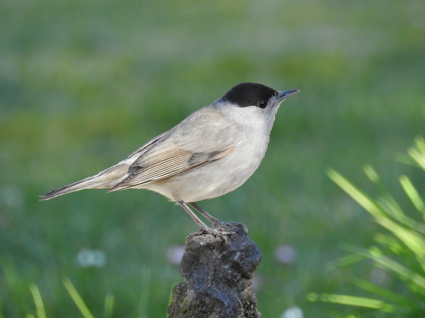 Abends am Vogelbad.....