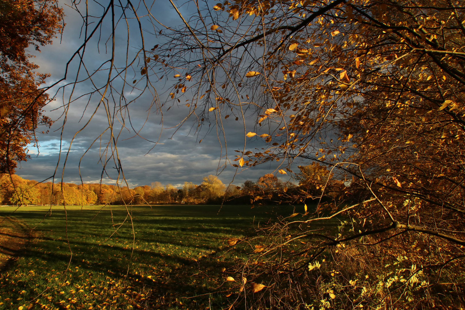 Abends am Waldrand