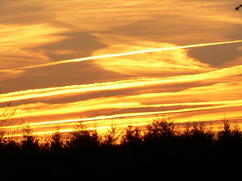 Abends am Waldrand