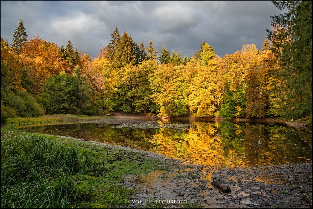 Abends am Waldweiher