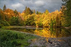 Abends am Waldweiher