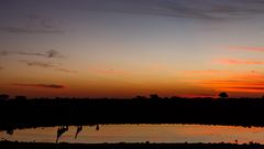 Abends am Wasserloch