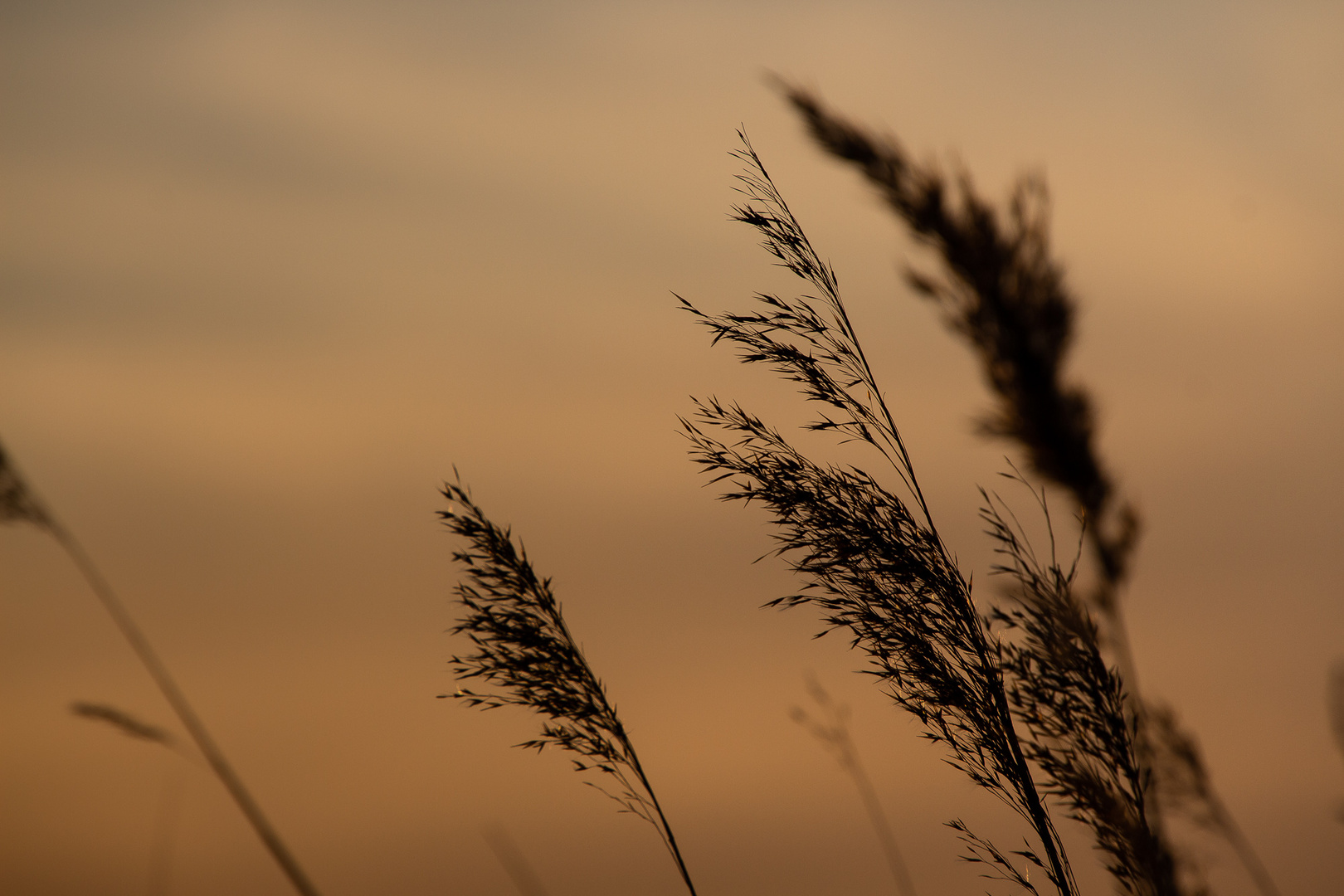 Abends am Wegesrand 