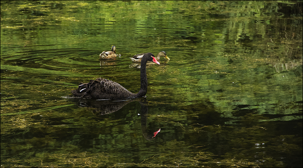 Abends am Weiher